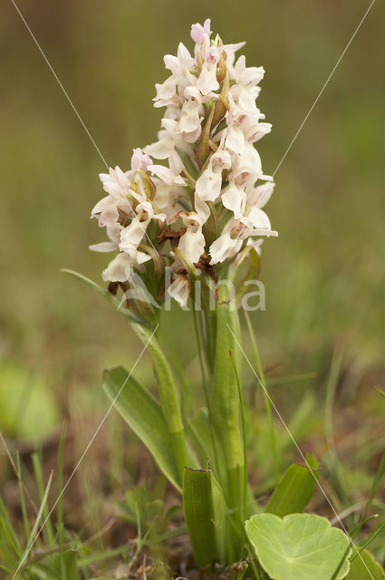 Early Marsh-orchid (Dactylorhiza incarnata)