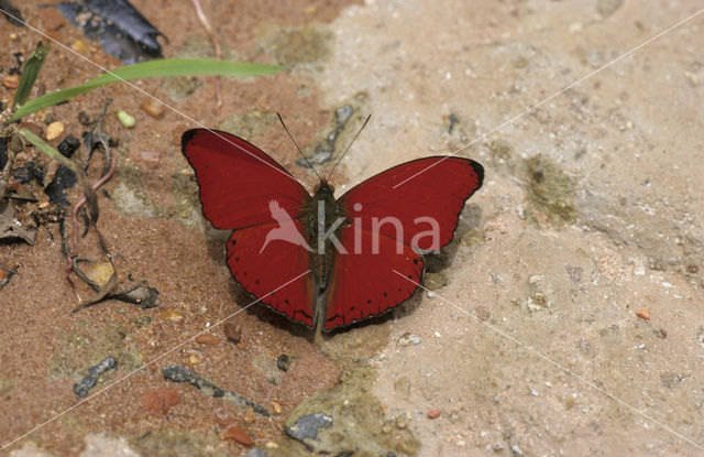 Vlinder spec.