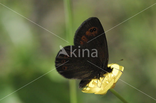 Woodland Ringlet (Erebia medusa)