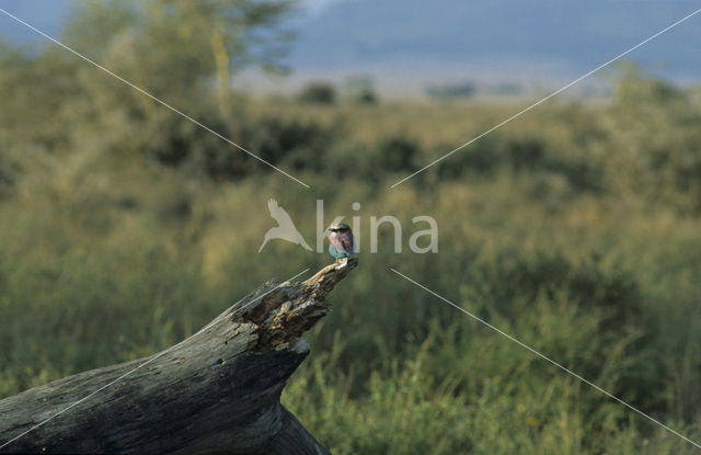 Vorkstaartscharrelaar (Coracias caudatus)