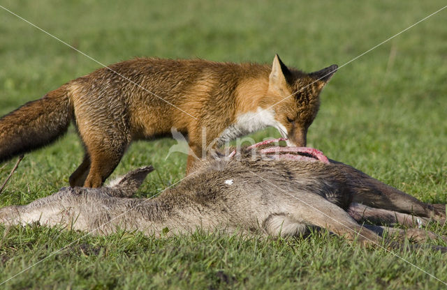 Fox (Vulpes vulpes)