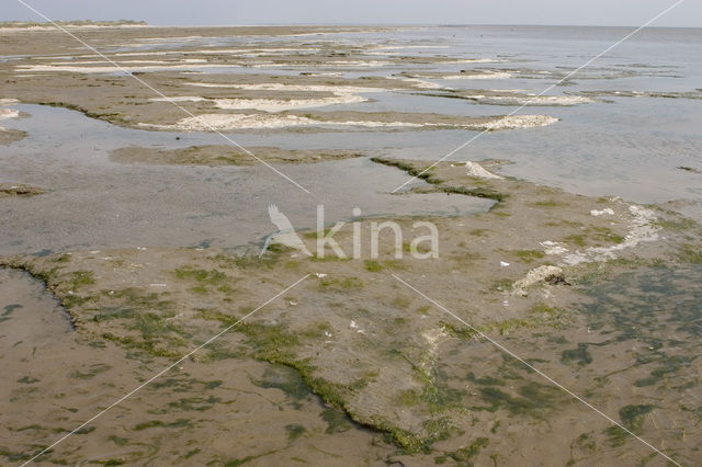 Waddensea