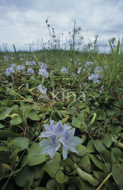 Watergentiaan (Nymphoides peltata)