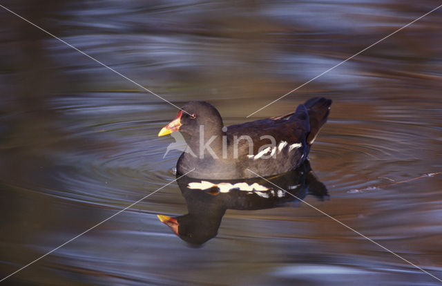 Common Moorhen (Gallinula chloropus)