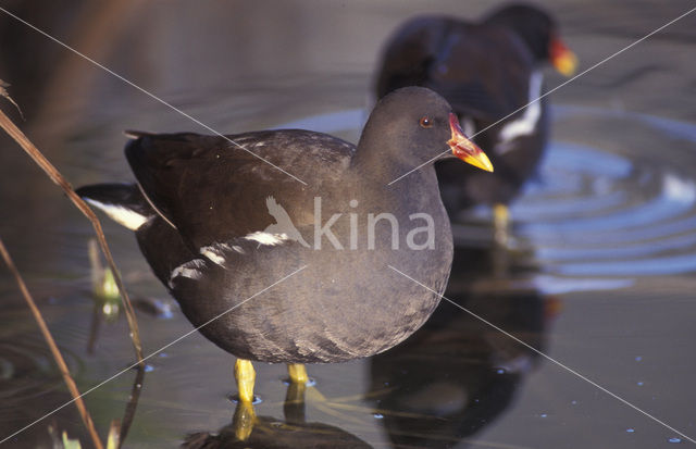 Common Moorhen (Gallinula chloropus)
