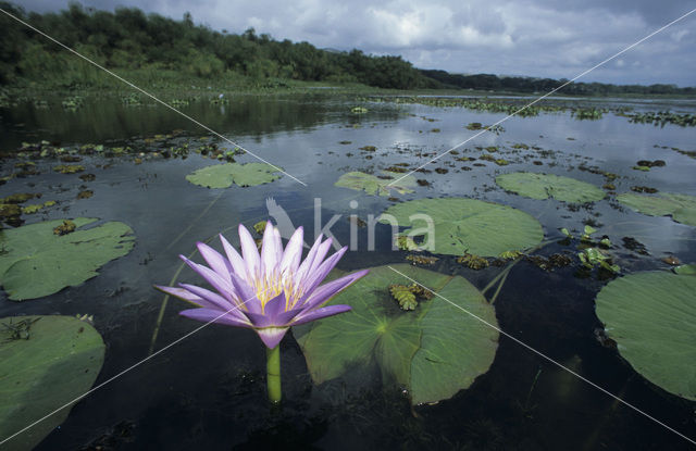 Waterlelie (Nymphaea capensis)