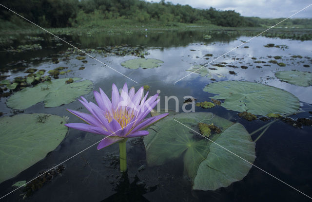 Waterlily (Nymphaea spec.)