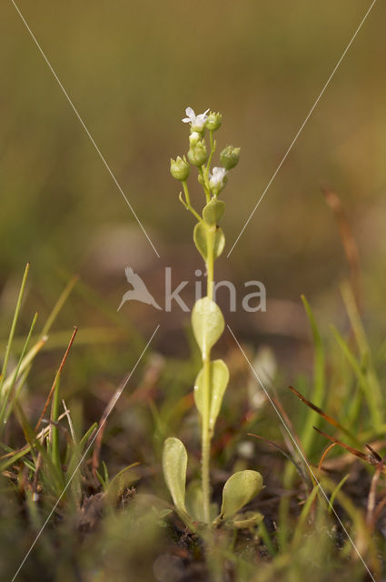 Waterpunge (Samolus valerandi)