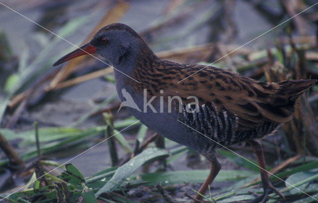 Waterral (Rallus aquaticus)