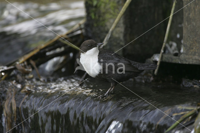 Waterspreeuw (Cinclus cinclus)