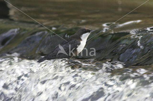 Waterspreeuw (Cinclus cinclus)