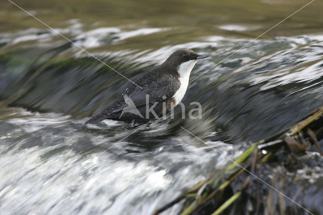 Waterspreeuw (Cinclus cinclus)