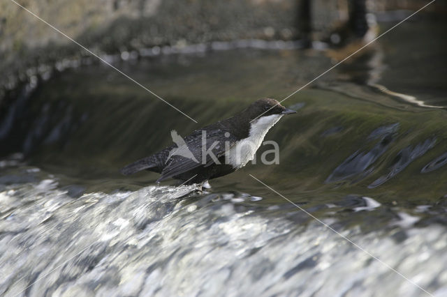 White-throated Dipper (Cinclus cinclus)