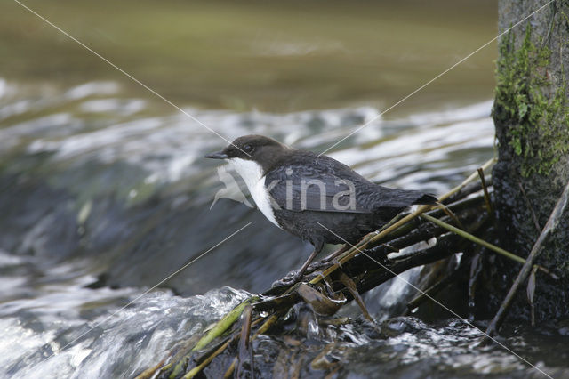 Waterspreeuw (Cinclus cinclus)