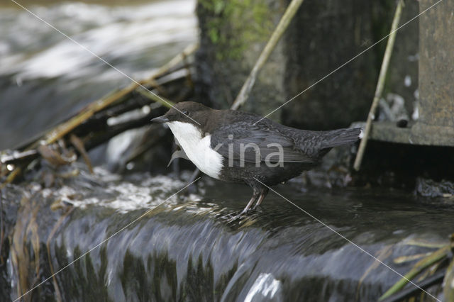 Waterspreeuw (Cinclus cinclus)