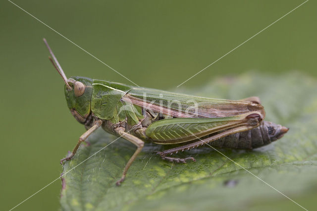 Common Green Grasshopper (Omocestus viridulus)