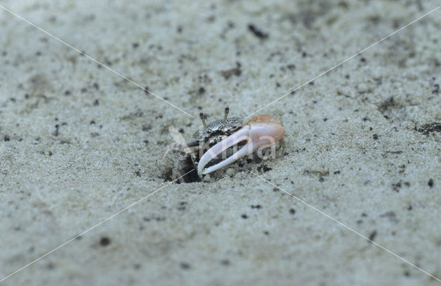 Mud Fiddler Crab (Uca pugnax )