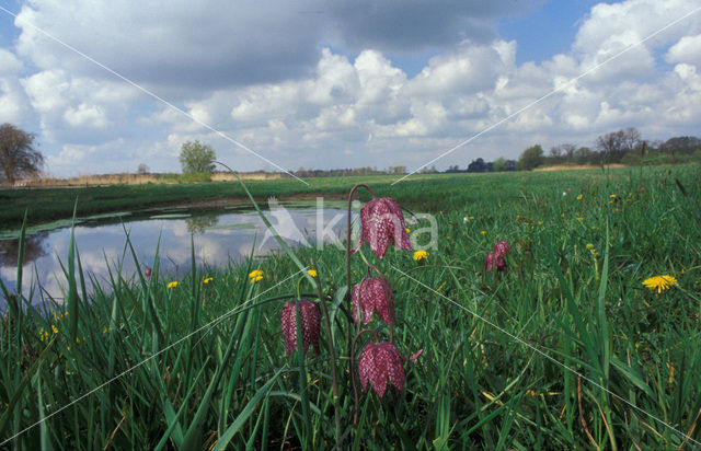 Wilde kievitsbloem (Fritillaria meleagris)