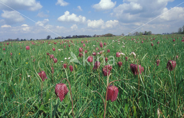 Wilde kievitsbloem (Fritillaria meleagris)