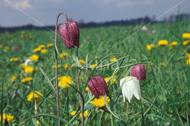 Wilde kievitsbloem (Fritillaria meleagris)