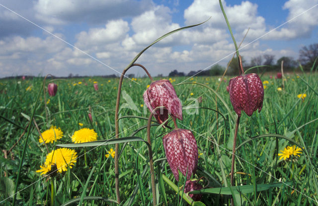 Wilde kievitsbloem (Fritillaria meleagris)