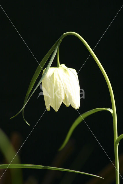 Wilde kievitsbloem (Fritillaria meleagris)