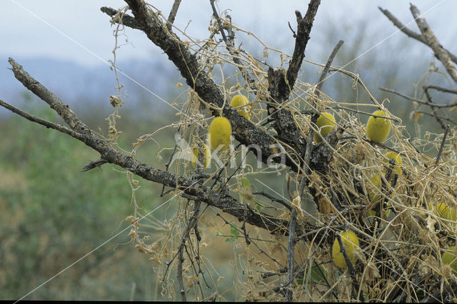 Wild Cucumber (Cucumis africanus)