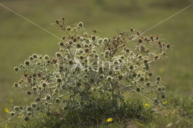 Wilde kruisdistel (Eryngium campestre)