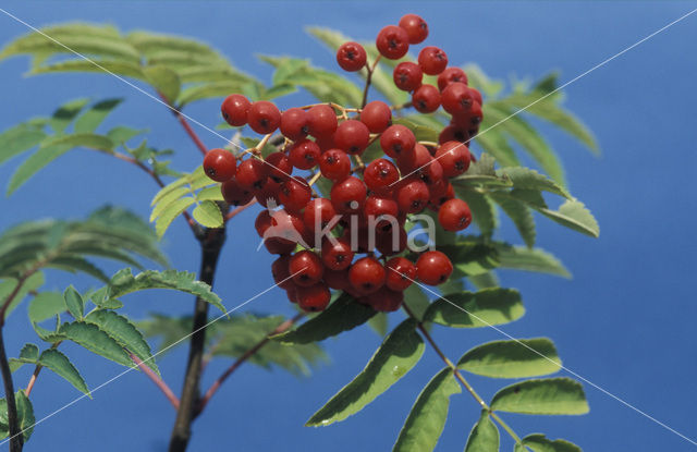 Wilde lijsterbes (Sorbus aucuparia)