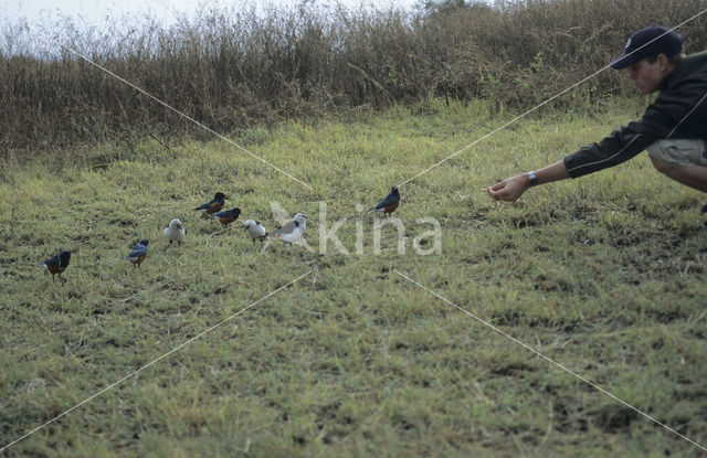 White-headed Buffalo-Weaver (Dinemellia dinemelli)