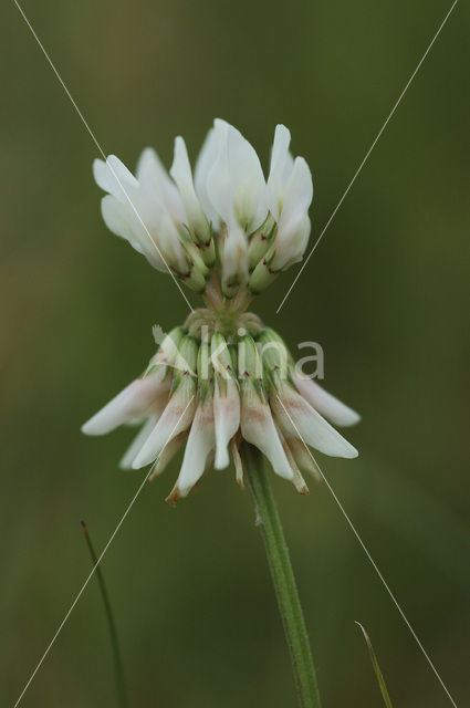 Witte klaver (Trifolium repens)