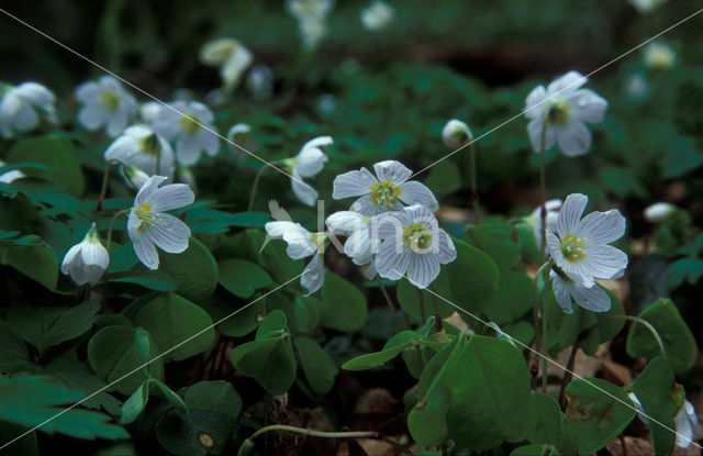 Wood-sorrel (Oxalis acetosella)