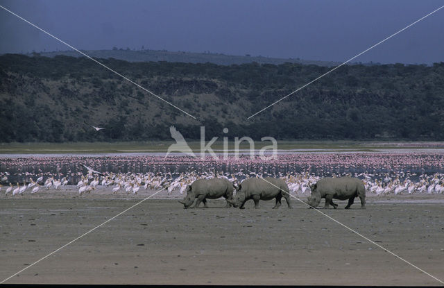 Witte neushoorn