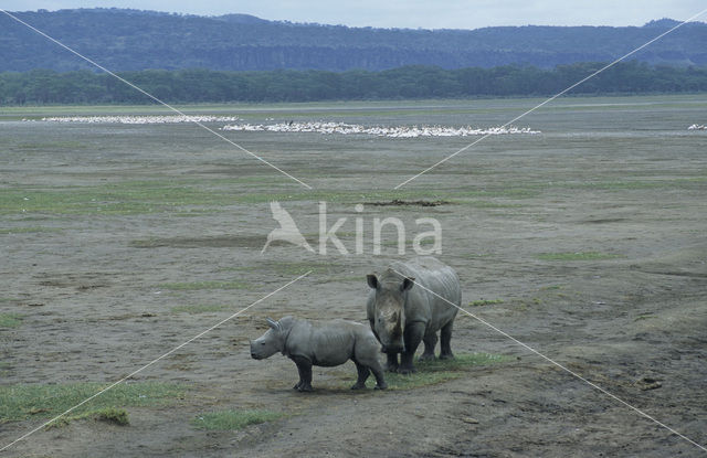 white Rhinoceros