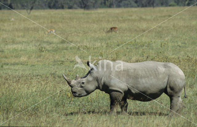 Witte neushoorn