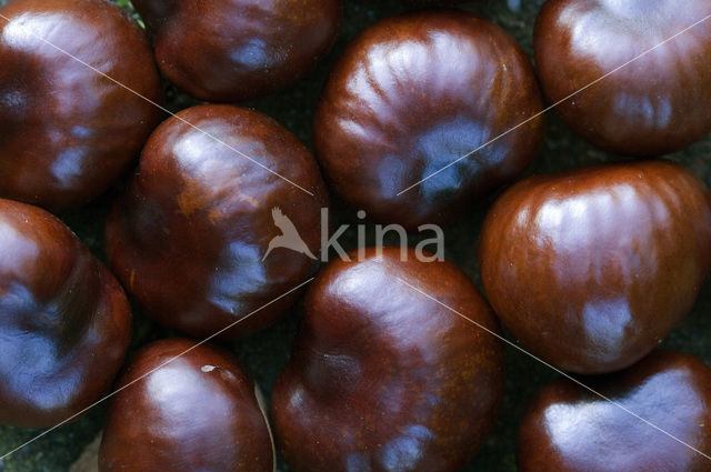 Horse-chestnut (Aesculus hippocastanum)