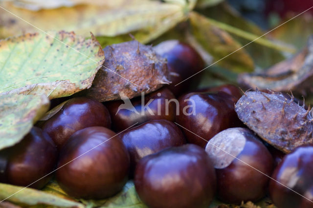 Horse-chestnut (Aesculus hippocastanum)