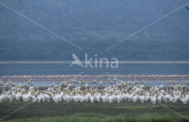 Eastern white pelican (Pelecanus onocrotalus)