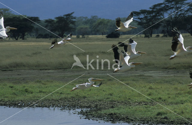 Roze Pelikaan (Pelecanus onocrotalus)