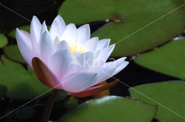 White Waterlily (Nymphaea alba)