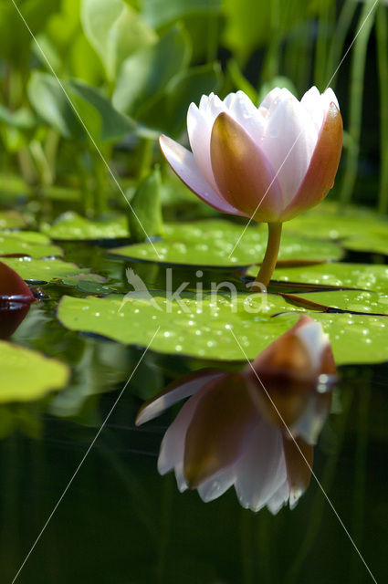 White Waterlily (Nymphaea alba)