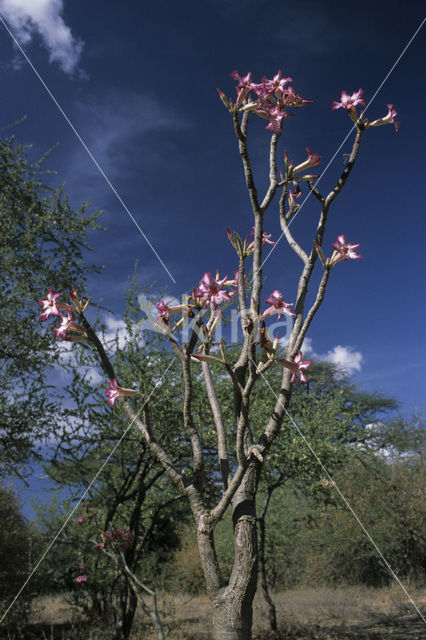 Woestijnroos (Adenium obesum)