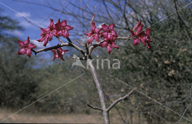 Woestijnroos (Adenium obesum)
