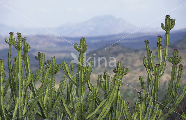 Spurge (Euphorbia spec.)