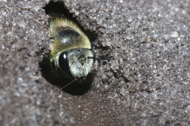 Wormkruidbij (Colletes daviesanus)