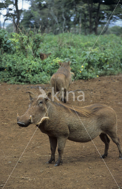 desert warthog (Phacochoerus aethiopicus)