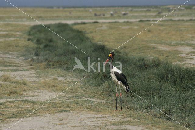 Saddle-billed stork (Ephippiorhynchus senegalensis)