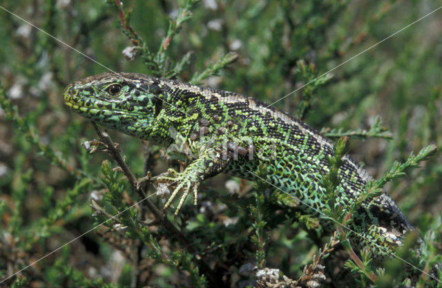 Sand Lizard (Lacerta agilis)
