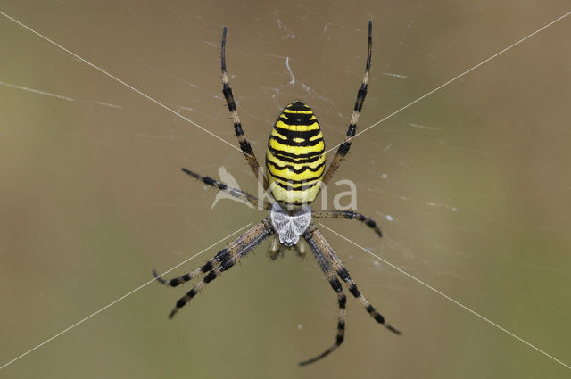 wasp spider (Argiope bruennichi)