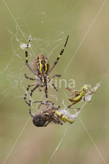wasp spider (Argiope bruennichi)